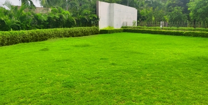 Lawn