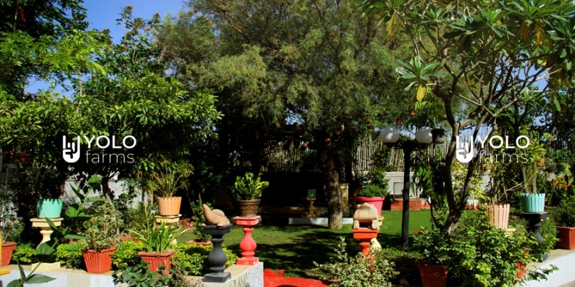 Lawn